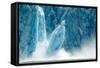 Icebergs Calving from Glacier, Alaska-null-Framed Stretched Canvas