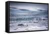 Icebergs Floating in the Glacier Lagoon Beneath Breidamerkurjokull Glacier, Jokulsarlon-Andrew Sproule-Framed Stretched Canvas