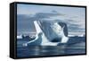 Icebergs in the Antarctic Sound-null-Framed Stretched Canvas