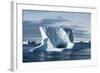 Icebergs in the Antarctic Sound-null-Framed Photographic Print