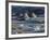 Icebergs in the Glacier Lagoon Sv’nafellsjškull, East Iceland, Iceland-Rainer Mirau-Framed Photographic Print