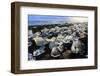 Icebergs on a black sand volcanic beach next to the Jokulsarlon glacial lake in Vatnajokull Nationa-Alex Robinson-Framed Photographic Print