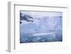 Icebergs Reflected in the Sea-DLILLC-Framed Photographic Print