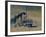 Icebreaker Krasin Among Ice Floes in the Barents Sea, 1932-null-Framed Giclee Print