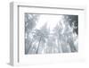 Iced Up Forest in the Wechsel Region, Lower Austria, Austria-Rainer Mirau-Framed Photographic Print