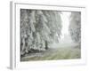 Iced Up Forest in the Wechsel Region, Lower Austria, Austria-Rainer Mirau-Framed Photographic Print