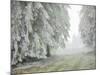 Iced Up Forest in the Wechsel Region, Lower Austria, Austria-Rainer Mirau-Mounted Photographic Print