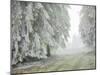 Iced Up Forest in the Wechsel Region, Lower Austria, Austria-Rainer Mirau-Mounted Photographic Print