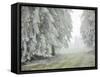 Iced Up Forest in the Wechsel Region, Lower Austria, Austria-Rainer Mirau-Framed Stretched Canvas