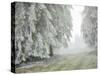 Iced Up Forest in the Wechsel Region, Lower Austria, Austria-Rainer Mirau-Stretched Canvas