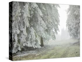Iced Up Forest in the Wechsel Region, Lower Austria, Austria-Rainer Mirau-Stretched Canvas