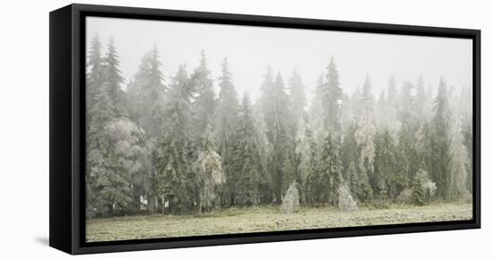 Iced Up Forest in the Wechsel Region, Lower Austria, Austria-Rainer Mirau-Framed Stretched Canvas