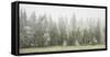 Iced Up Forest in the Wechsel Region, Lower Austria, Austria-Rainer Mirau-Framed Stretched Canvas