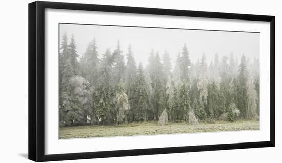 Iced Up Forest in the Wechsel Region, Lower Austria, Austria-Rainer Mirau-Framed Photographic Print