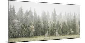 Iced Up Forest in the Wechsel Region, Lower Austria, Austria-Rainer Mirau-Mounted Photographic Print