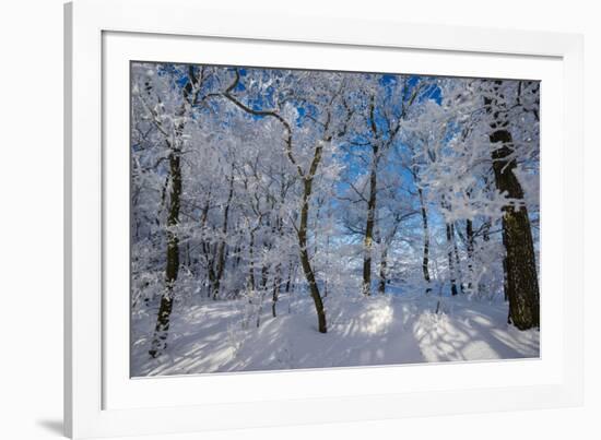 Iced Up Trees in the Winter Wood, Triebtal, Vogtland, Saxony, Germany-Falk Hermann-Framed Photographic Print