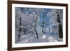 Iced Up Trees in the Winter Wood, Triebtal, Vogtland, Saxony, Germany-Falk Hermann-Framed Photographic Print