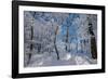 Iced Up Trees in the Winter Wood, Triebtal, Vogtland, Saxony, Germany-Falk Hermann-Framed Photographic Print