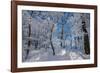 Iced Up Trees in the Winter Wood, Triebtal, Vogtland, Saxony, Germany-Falk Hermann-Framed Photographic Print