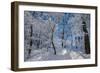 Iced Up Trees in the Winter Wood, Triebtal, Vogtland, Saxony, Germany-Falk Hermann-Framed Photographic Print