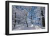 Iced Up Trees in the Winter Wood, Triebtal, Vogtland, Saxony, Germany-Falk Hermann-Framed Photographic Print