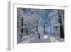 Iced Up Trees in the Winter Wood, Triebtal, Vogtland, Saxony, Germany-Falk Hermann-Framed Photographic Print