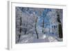 Iced Up Trees in the Winter Wood, Triebtal, Vogtland, Saxony, Germany-Falk Hermann-Framed Photographic Print