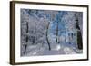 Iced Up Trees in the Winter Wood, Triebtal, Vogtland, Saxony, Germany-Falk Hermann-Framed Photographic Print