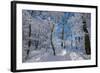 Iced Up Trees in the Winter Wood, Triebtal, Vogtland, Saxony, Germany-Falk Hermann-Framed Photographic Print