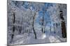 Iced Up Trees in the Winter Wood, Triebtal, Vogtland, Saxony, Germany-Falk Hermann-Mounted Photographic Print