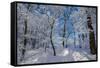 Iced Up Trees in the Winter Wood, Triebtal, Vogtland, Saxony, Germany-Falk Hermann-Framed Stretched Canvas