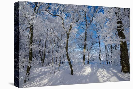 Iced Up Trees in the Winter Wood, Triebtal, Vogtland, Saxony, Germany-Falk Hermann-Stretched Canvas