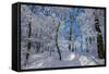 Iced Up Trees in the Winter Wood, Triebtal, Vogtland, Saxony, Germany-Falk Hermann-Framed Stretched Canvas