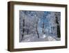 Iced Up Trees in the Winter Wood, Triebtal, Vogtland, Saxony, Germany-Falk Hermann-Framed Photographic Print