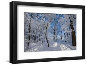 Iced Up Trees in the Winter Wood, Triebtal, Vogtland, Saxony, Germany-Falk Hermann-Framed Photographic Print
