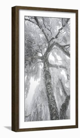 Iced Up Weeping Willows in the Wechsel Region, Lower Austria, Austria-Rainer Mirau-Framed Photographic Print