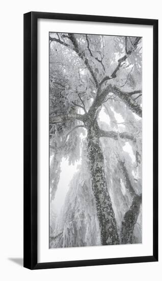 Iced Up Weeping Willows in the Wechsel Region, Lower Austria, Austria-Rainer Mirau-Framed Photographic Print