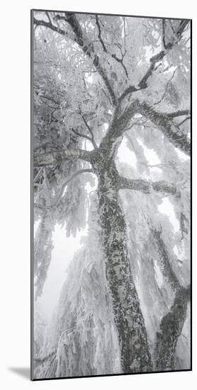 Iced Up Weeping Willows in the Wechsel Region, Lower Austria, Austria-Rainer Mirau-Mounted Photographic Print