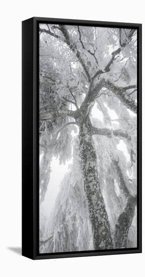 Iced Up Weeping Willows in the Wechsel Region, Lower Austria, Austria-Rainer Mirau-Framed Stretched Canvas