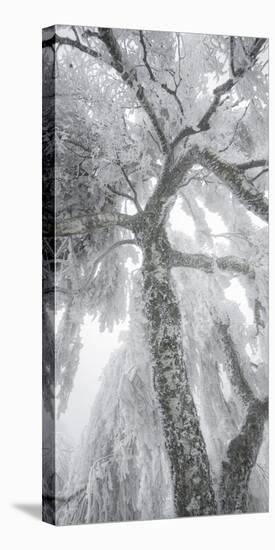 Iced Up Weeping Willows in the Wechsel Region, Lower Austria, Austria-Rainer Mirau-Stretched Canvas