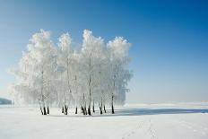 Winter Landscape and Trees-icefront-Mounted Photographic Print