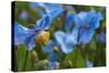 Iceland, Akureyri. Blue Poppies in the Botanical Garden Lystigaardur-Cindy Miller Hopkins-Stretched Canvas