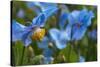 Iceland, Akureyri. Blue Poppies in the Botanical Garden Lystigaardur-Cindy Miller Hopkins-Stretched Canvas