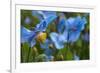 Iceland, Akureyri. Blue Poppies in the Botanical Garden Lystigaardur-Cindy Miller Hopkins-Framed Photographic Print