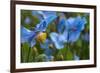 Iceland, Akureyri. Blue Poppies in the Botanical Garden Lystigaardur-Cindy Miller Hopkins-Framed Photographic Print