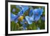 Iceland, Akureyri. Blue Poppies in the Botanical Garden Lystigaardur-Cindy Miller Hopkins-Framed Photographic Print