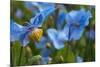 Iceland, Akureyri. Blue Poppies in the Botanical Garden Lystigaardur-Cindy Miller Hopkins-Mounted Photographic Print