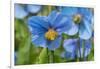 Iceland, Akureyri. Blue Poppies in the Botanical Garden Lystigaardur-Cindy Miller Hopkins-Framed Photographic Print