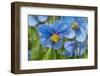 Iceland, Akureyri. Blue Poppies in the Botanical Garden Lystigaardur-Cindy Miller Hopkins-Framed Photographic Print