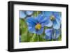 Iceland, Akureyri. Blue Poppies in the Botanical Garden Lystigaardur-Cindy Miller Hopkins-Framed Photographic Print